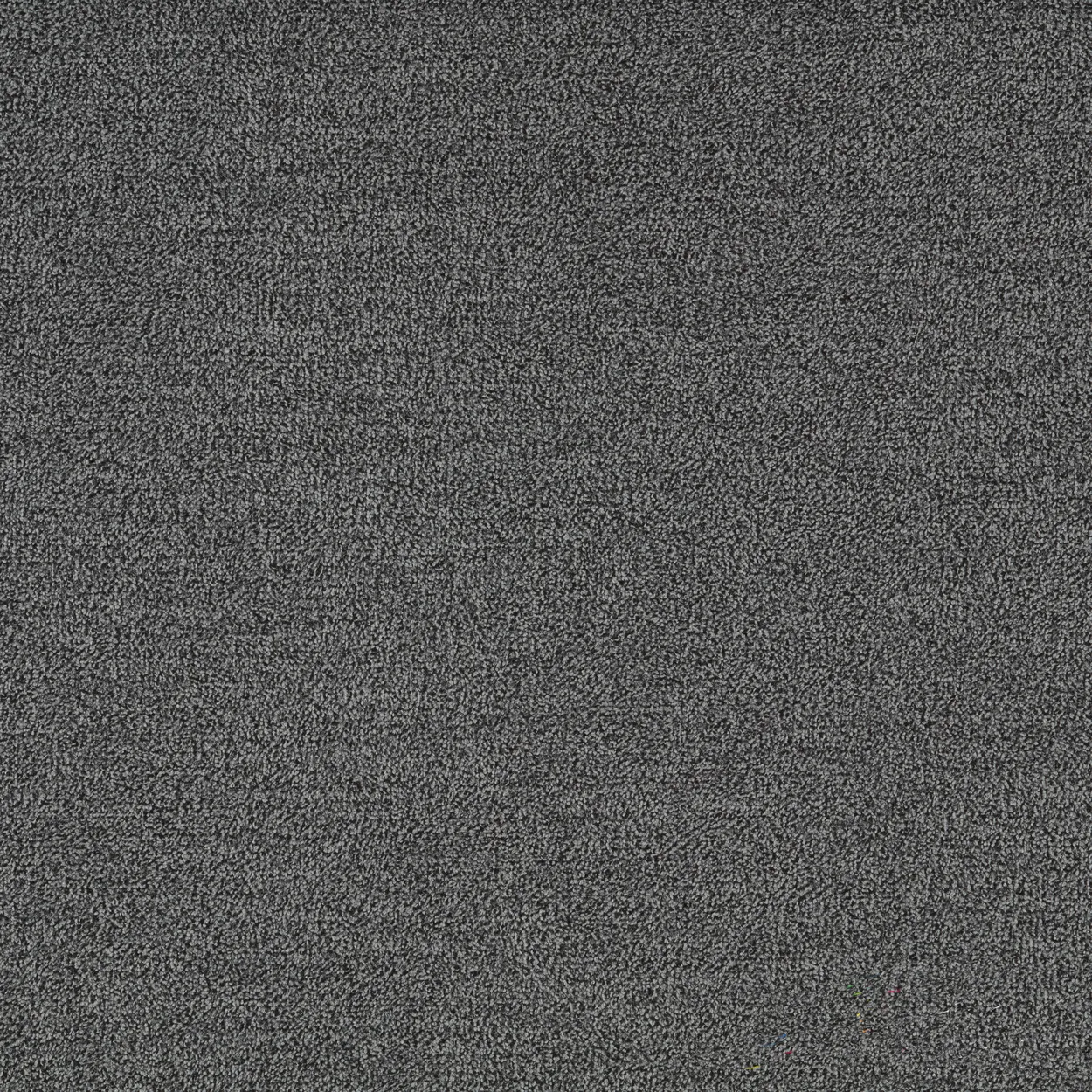 Taburet Bellis — 2